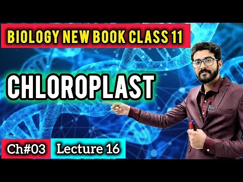 CHLOROPLAST - Structure, Grana, Stroma, Thylakoids & Photosynthesis | FSc Class 11 New Book 2025