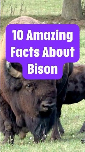 "10 Amazing Facts About Bison" #Bison #BisonFacts #shorts