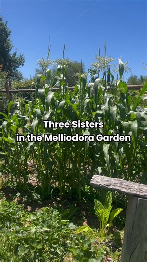 The Three Sisters are pumping in the Melliodora garden at the moment! (Three sisters, in this case referring to the traditional Mesoamerican intercropping system combining corn, squash and beans that maximises space and nutrients.) We're currently filming season 2 of Do with Su (Su's homesteading mini-course) , and very soon we'll be doing an episode featuring this ancient trio. Great time to catch up on Season 1 if you haven't yet: https://holmgren.website/dws-season-one | Holmgren Permaculture