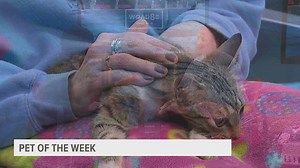 PET OF THE WEEK: Flipper