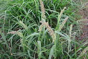 Cenchrus - Alchetron, The Free Social Encyclopedia