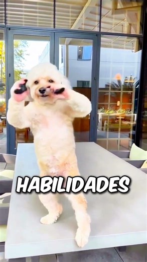 El Perro Lo Sorprendió 😱