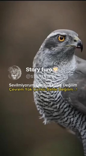 #story_furo #aslankral #thelionking #mafyamüziği #raconsözler #storylikvideolar #storyliksözler #arapmüzik