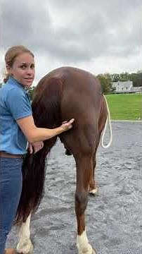 Equine Hamstrings Massage