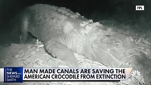 The American crocodile makes a comeback