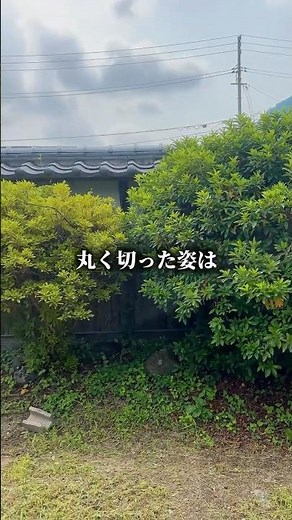 ツツジとサツキをロックガーデン風に剪定してみた #ロックガーデンdiy #古民家の植木 #田舎暮らし
