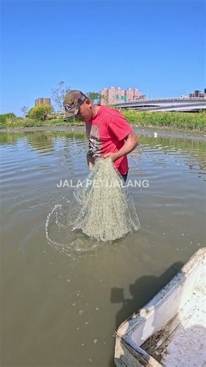 JALA IKAN BELANAK SAAT CUACA CERAH #SHORTS #JALAIKAN