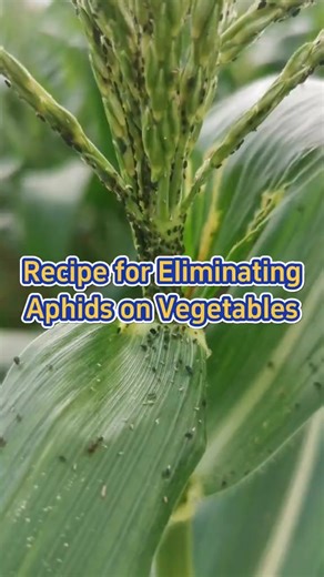 Recipe for eliminating aphids on vegetables #garden #plant #farm #agriculture #gardening | Agriculture 9.9