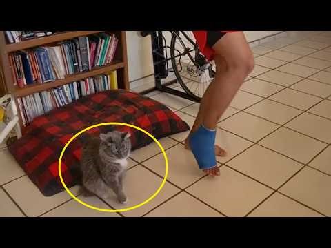 Hilarious Cats Like to Mimic Their Owners! 😂 Funny Cat and Human Videos