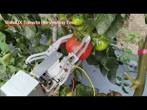 How AI Robots Harvest Strawberries and Tomatoes