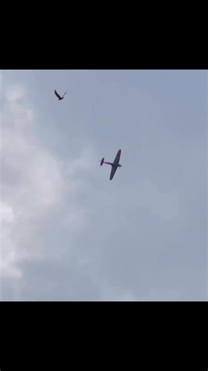 Hawker Sea Hurricane Mk Ib Z7015 at Shuttleworth in 2023. Originally built in Canada as a Mk I by Canadian Car and Foundry, she served with 880 and 759 Squadron of the Fleet Air Arm. #ww2 #WWII #hawker #hurricane #warbirds | Daniel J Wheatcroft