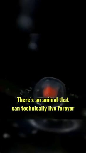 This Animal Can Live Forever #facts #didyouknow