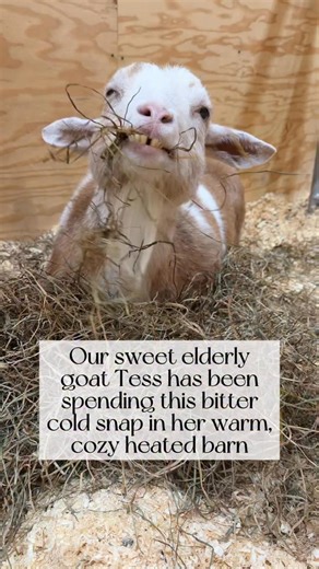 On bitter cold days like today I often think about how our rescued residents suffered through past winters like this one, with minimal or no shelter from the snow and wind, no soft bedding to snuggle into at night, no hot water or nutritious hay to warm them up from inside, no one blanketing them or checking their comfort, no medical care when they were sick or under the weather. It’s such an honor to give each of them the love and specialized care they deserve after going through so much before