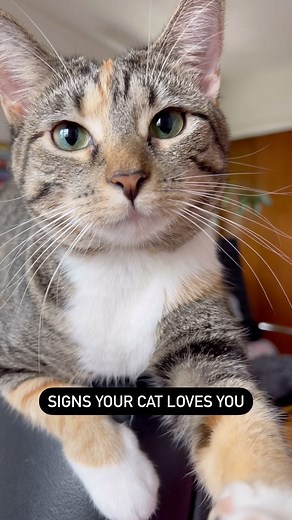 253K views · 6.7K reactions | Double-tap if your cat does any of...