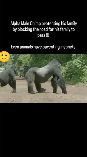 DADOSAURUS on Instagram: "Parenting instincts aren't just limited to humans! Many animals exhibit remarkable parenting behaviors, showcasing their natural instincts to care for their young. Let's explore some fascinating examples: *Animal Parenting Instincts:* - *Nurturing and Protection*: Many animal mothers fiercely protect their young, often putting themselves in harm's way to ensure their safety. - *Feeding and Grooming*: Animal parents often go to great lengths to feed and groom their young