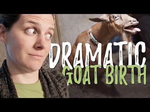 The Most DRAMATIC Goat Birth Ever...