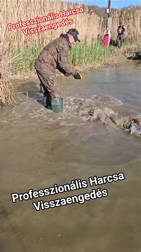 Professzionális Harcsa Visszaengedés #harcsahorgászat #harcsázas