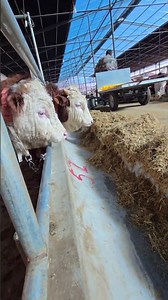 Master Beef Cattle Breeding: A Beginner's Guide