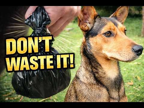 DOG POOP COMPOST - Everyone should do this!