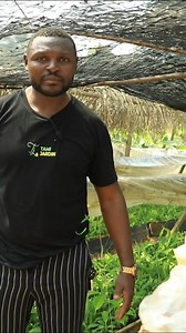 74K views · 1.6K reactions | Multiplication du bananier plantain | Tami Jardin | Facebook