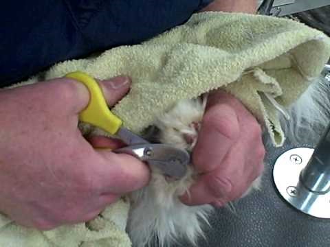 Nail Trimming, and Eye & Ear Cleaning for Persian Breed Cats