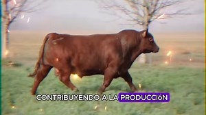 Cómo el Ganado Angus se Convirtió en el Rey de la Carne Embárcate en un viaje a las tierras altas de Escocia para descubrir la historia del Angus, el ganado que ha conquistado paladares en todo el mundo y se ha convertido en el rey de la carne. Conoce sus características únicas, su crianza tradicional y su legado en Guatemala. Descubre por qué la carne Angus es tan especial y disfruta de imágenes impresionantes de este animal legendario. #Angus #Carne #Ganado #Escocia #RazaBovinia #Calidad #Sabo