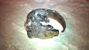 The mysterious case of frozen crocodile