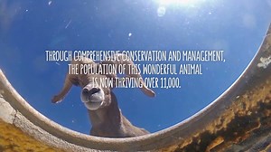 Guzzlers are a major key for keeping Nevada’s wildlife healthy, happy, and at home in our backcountry. If you don’t know what the heck we’re talking about, let the Nevada Department of Wildlife explain: http://bit.ly/NDOWGuzzlers | Travel Nevada