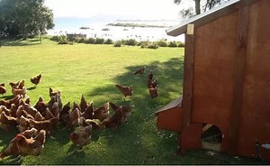 How to build a chicken coop? | Outpost Buildings