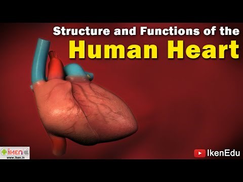 Human Heart Anatomy | Learn About Structure and Functioning of Human Heart | iKen Edu | iKen App