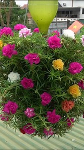 10K views · 140 reactions | Plastic bottles make perfect lightweight hanging planters. This simple setup turns any small space into a colorful flower wall. A great DIY idea for balconies, patios, and tiny home gardens. #UpcycleIdeas #HangingGarden #UrbanGardening #DIYGarden #SmallSpaceLiving #FlowerLovers #OriginalContent | Garden Craft | Facebook