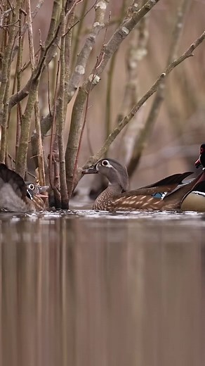 Stunning Female Wood Ducks in Their Natural Habitat