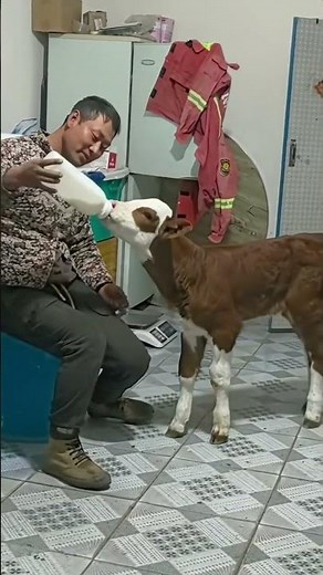 How to Bottle Feed a Newborn Calf (Step by Step)