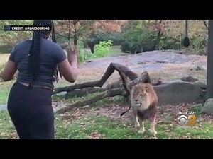 Woman Seen In Lion's Enclosure At Bronx Zoo