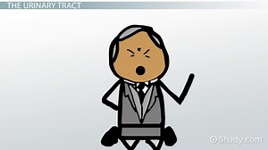 Kidney Stone & Ureter Problem Terminology