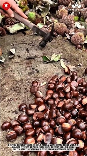 Chestnut Shelling: Manual Cracking with Hammer for Fresh Nut Collection