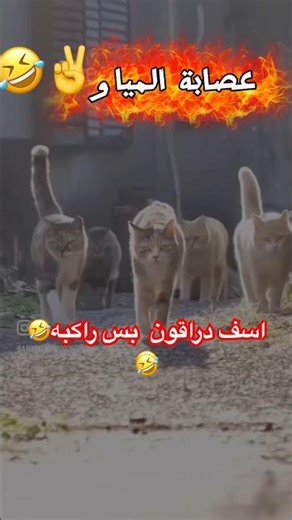 اسف dragonfire #اكسبلور