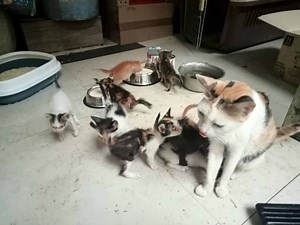 Cebu court convicts man for killing cat