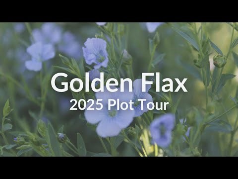 Golden Flax - Cover Crop Test Plot Tour 2025