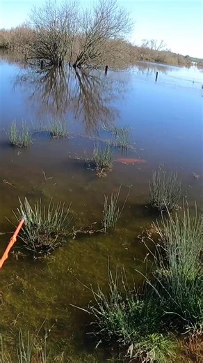 #foryou #foryoupage #fyp #nz #newzealand #viral #adventure #bowfishing #outtheredoingit #amsbowfishing #bowfish #fpy #carp