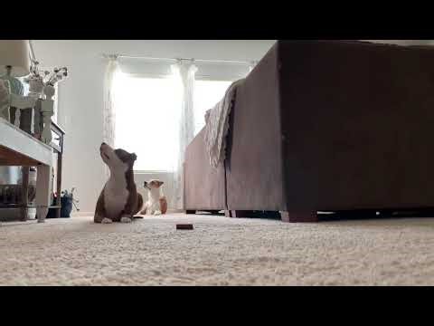 Munching Treats on command