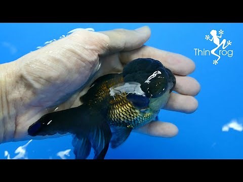 Goldfish Swim Bladder Disease