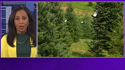 “There is nothing like a Texas-grown Christmas tree,” said Commissioner Miller. “It is a symbol of tradition, family, and the hardworking men and women who make our rural communities strong. When Texans buy a real tree grown in Texas soil, they are supporting our farmers, creating local jobs, and keeping our holiday dollars right here at home.” | Texas Department of Agriculture