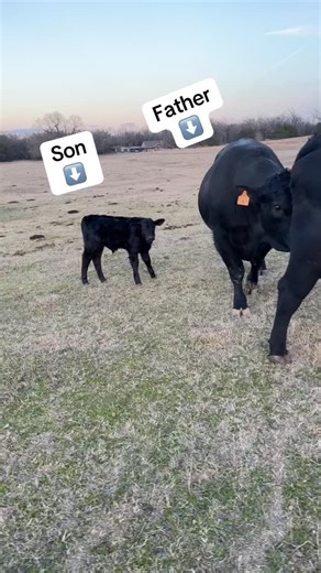 Hot Mess Ranch | Our black angus bull Ricky Bobby standing next to his youngest bull calf out of Rita. Pretty wild to see what that tiny little guy will... | Instagram