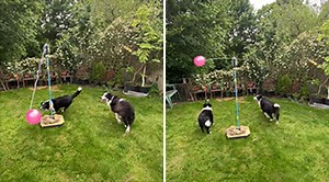 Two Border Collies Enjoying A Game Of Tetherball