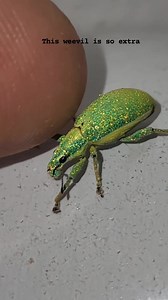 Glitter weevil (Phyllobius argentatus), video taken by Bart Coppens | Macro Micro World