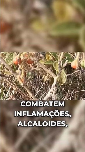 This Secret of Nature Nobody Tells You #nature #biome #revelation