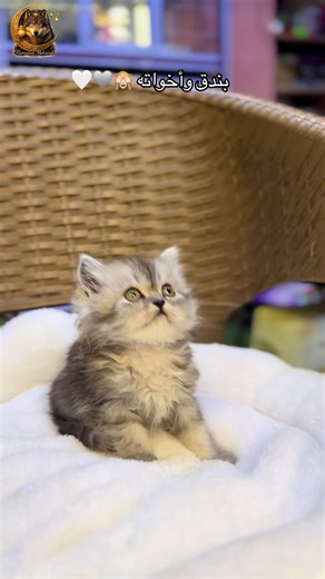 ‏بندق وأخواته القمرات 🙈🩶🩶🤍