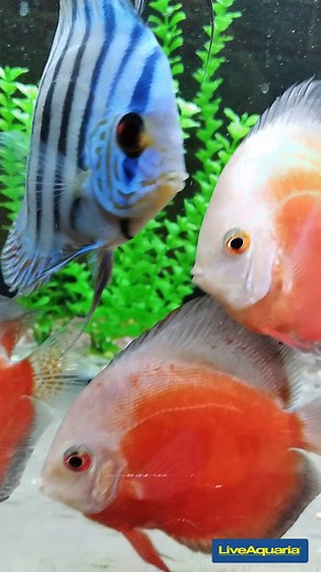Mesmerized by the graceful movements of these aquatic beauties 🐟💙 #discusfish #swimming #underwaterworld #liveaquaria | LiveAquaria.com