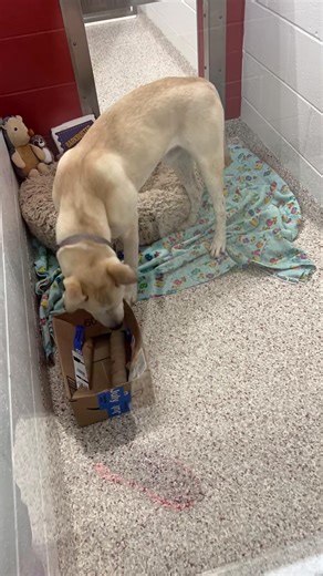 Welcome to Training Tuesdays.😆 In honor of National Train Your Dog Month, we are spending January sharing simple, effective ways to support your pet’s behavior at home. Each Tuesday this month, our Behavior Program Manager, Jen, will walk through practical training and enrichment tools you can use with your own pet. Today’s focus is enrichment. “Enrichment is the go to for a busy mind and an animal with opportunistic mischief.” – Jen When an animal first enters the shelter, enrichment is one of